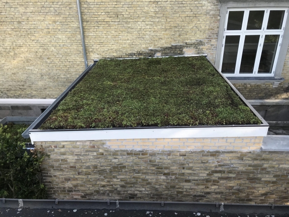 Sedumtag, grønt tag eller grønne tage 